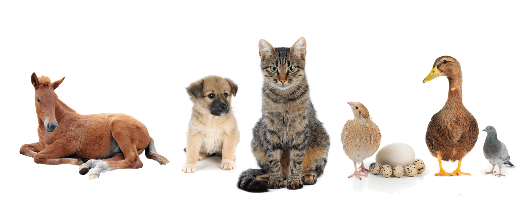 An image of animals, with a brown horse on the left most side followed by a pug then a cat then a chick a duck and finally a bird