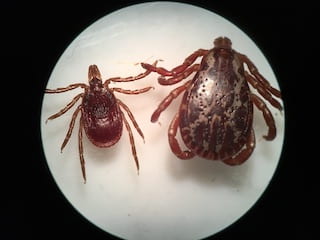 Image if a brown tick on the left and a larger brown tick on the right.