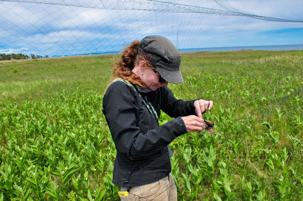 Image of Amy Newman in a field removing a bird form a net.