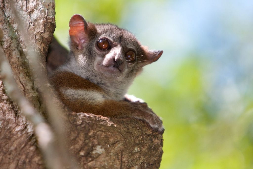 Image of a lepilemur edwardsi lemur on a tree
