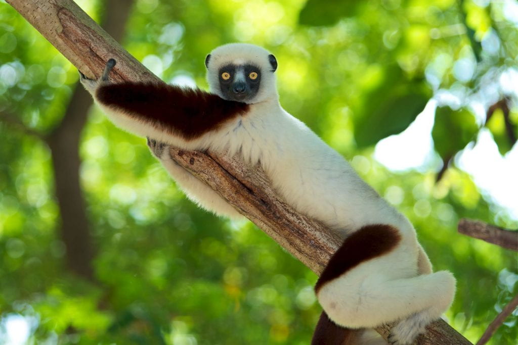 Image of a propithecus coquereli lemur on a tree branch