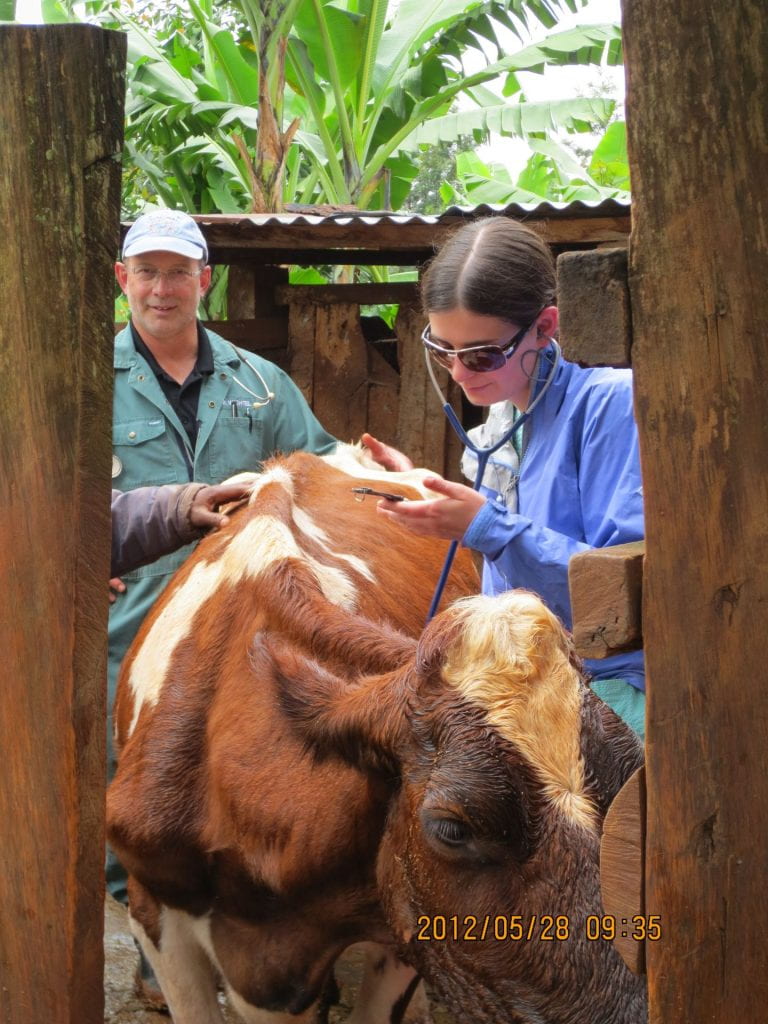 A photo of Dr. Jeff Wichtel standing behind a dairy cow while student veterinarian Jennifer Huizen examines it.