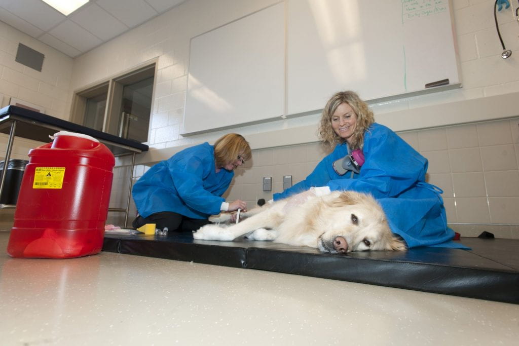 A Golden Retriever dog lies on a mat while two veterinarians administer treatment to its leg.