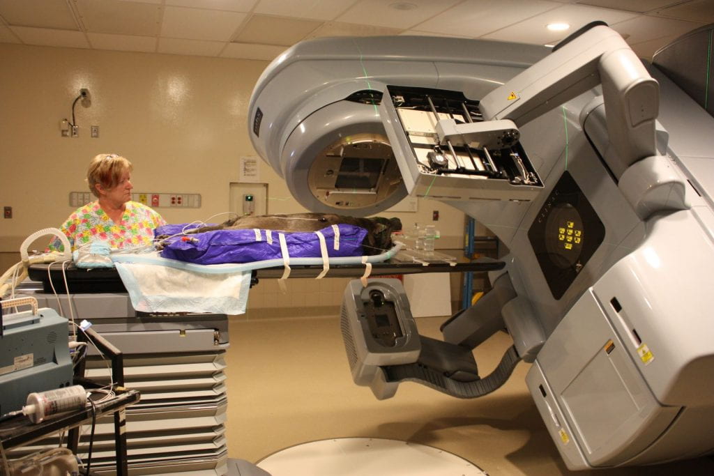 A large dog lies on a medical imaging table as it prepares to enter the machine for imaging.