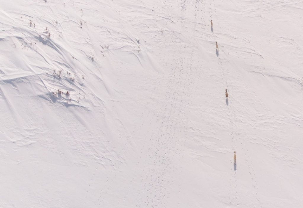 An aerial photo of four caribou walking along the arctic Labrador terrain. Numerous caribou tracks are visible in the snow.