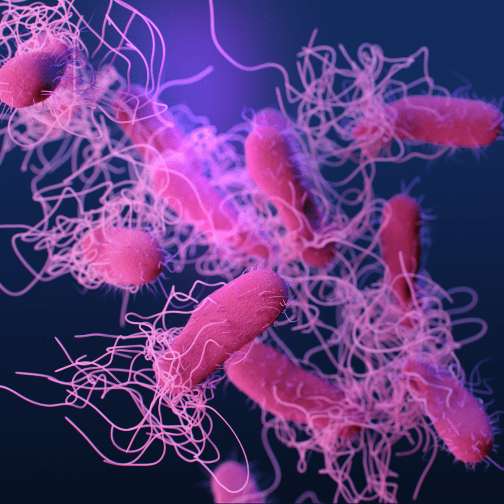 A purple and pink graphic showing Salmonella bacteria.