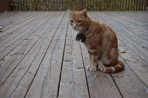 A orange tabby cat sitting on a porch