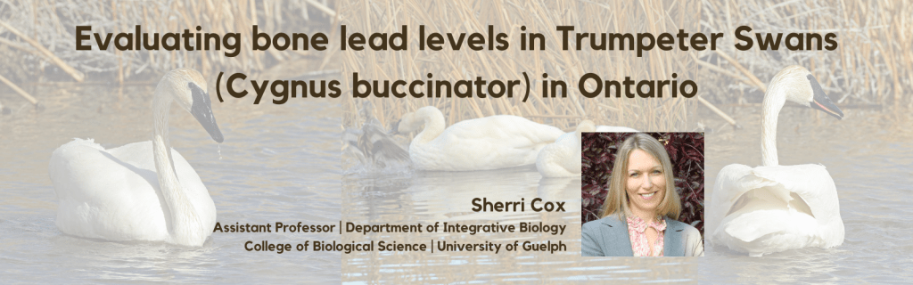 4 swans sitting in a pond, with the text "Evaluating bone lead levels in Trumpeter Swans (Cygnus buccinator) in Ontario" with a photo of Sherri Cox, an assistant professor in the department of integrative biology and the college of biological science at the University of Guelph