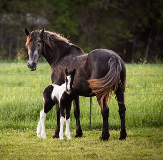 A parent horse and their child out in a field
