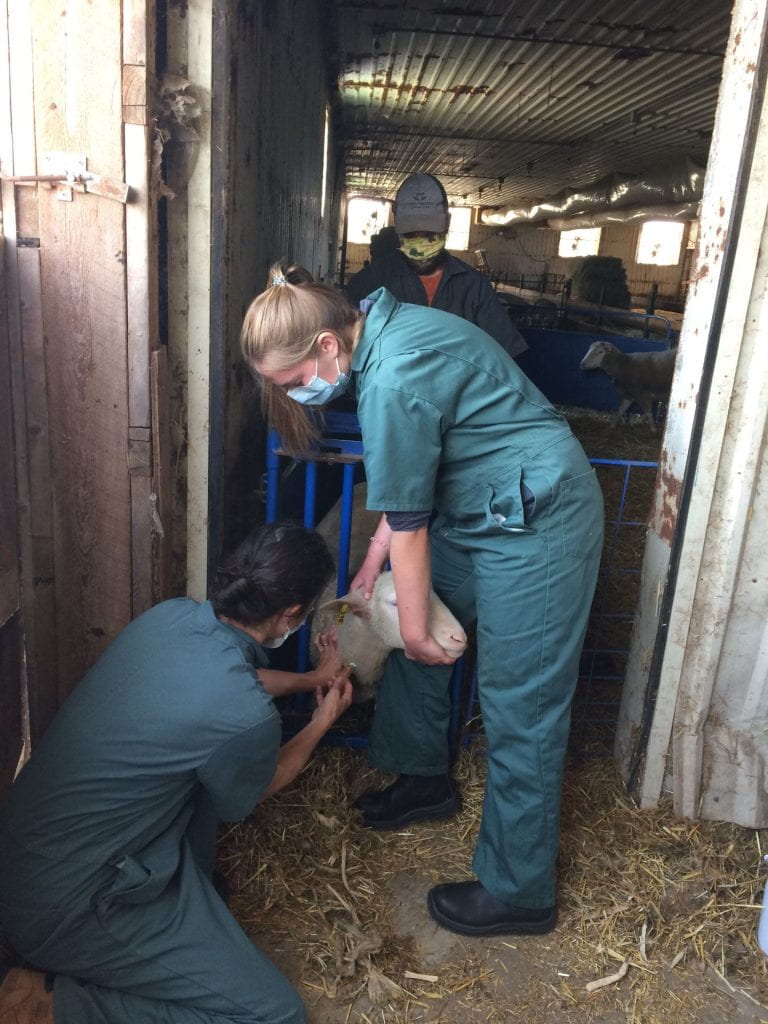 Michele Bergevin (kneeling), Nicole Berdusco (standing, right) and Sydney DeWinter (not pictured) humanely capturing serum samples for CVV antibody testing from ewes in a barn.
