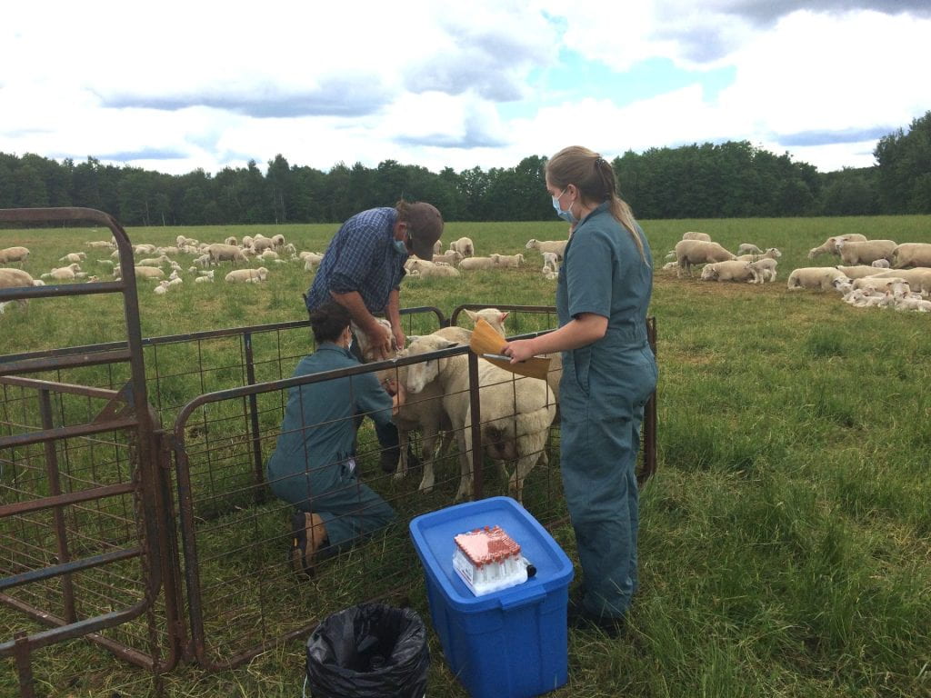 Michele Bergevin (kneeling), Nicole Berdusco (standing, right) and Sydney DeWinter (not pictured) humanely capturing serum samples for CVV antibody testing from ewes on pasture.