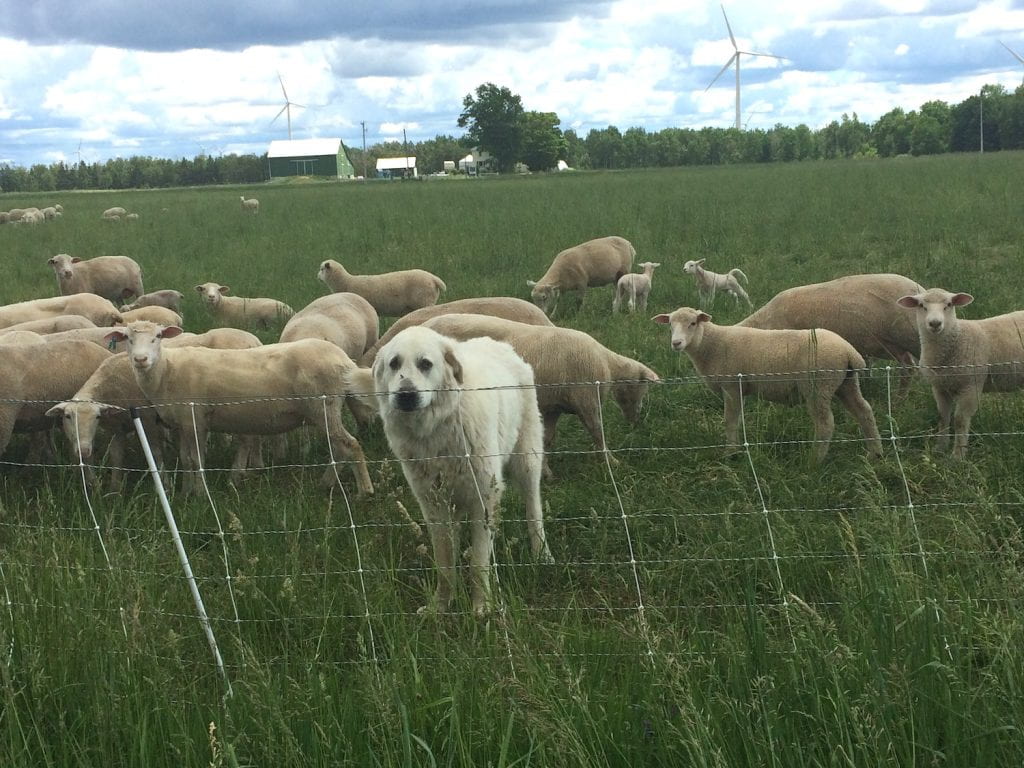 A photo of a dog in a field of sheep